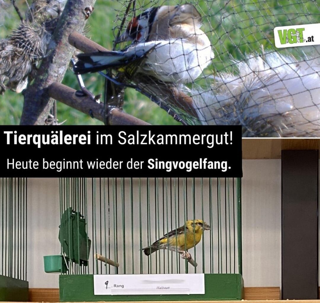 Singvogelfang in AT - Leid und Grausamkeit unter dem Deckmantel der “Tradition”