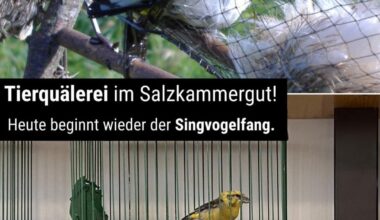 Singvogelfang in AT - Leid und Grausamkeit unter dem Deckmantel der “Tradition”
