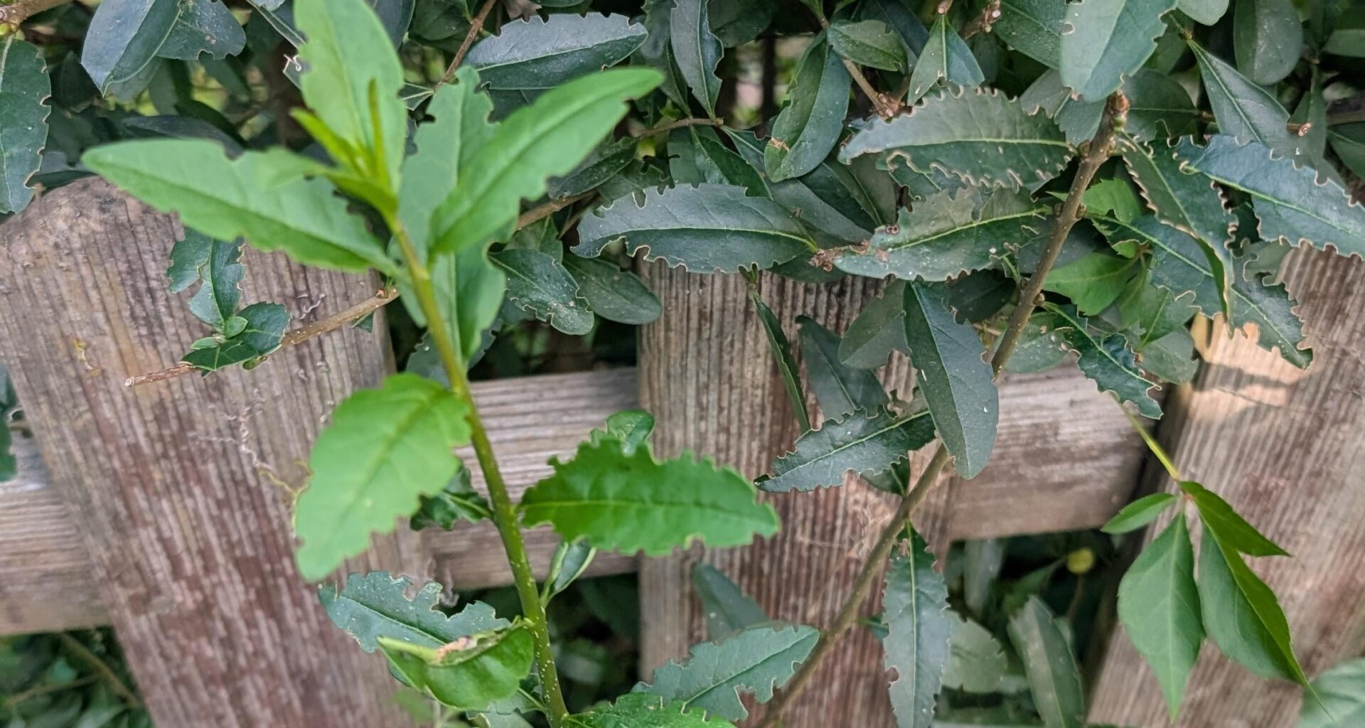 Was knabbert da an meiner Hecke?
