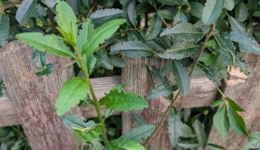 Was knabbert da an meiner Hecke?