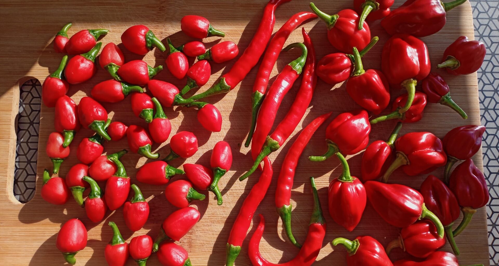 Dritte Ernte, und sie blühen immernoch.