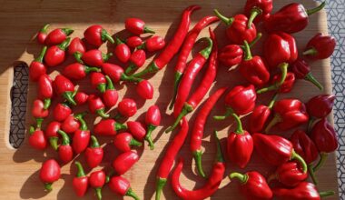 Dritte Ernte, und sie blühen immernoch.