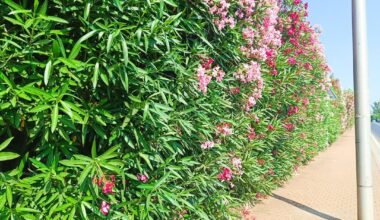 So eine Gartenhecke brauche ich noch