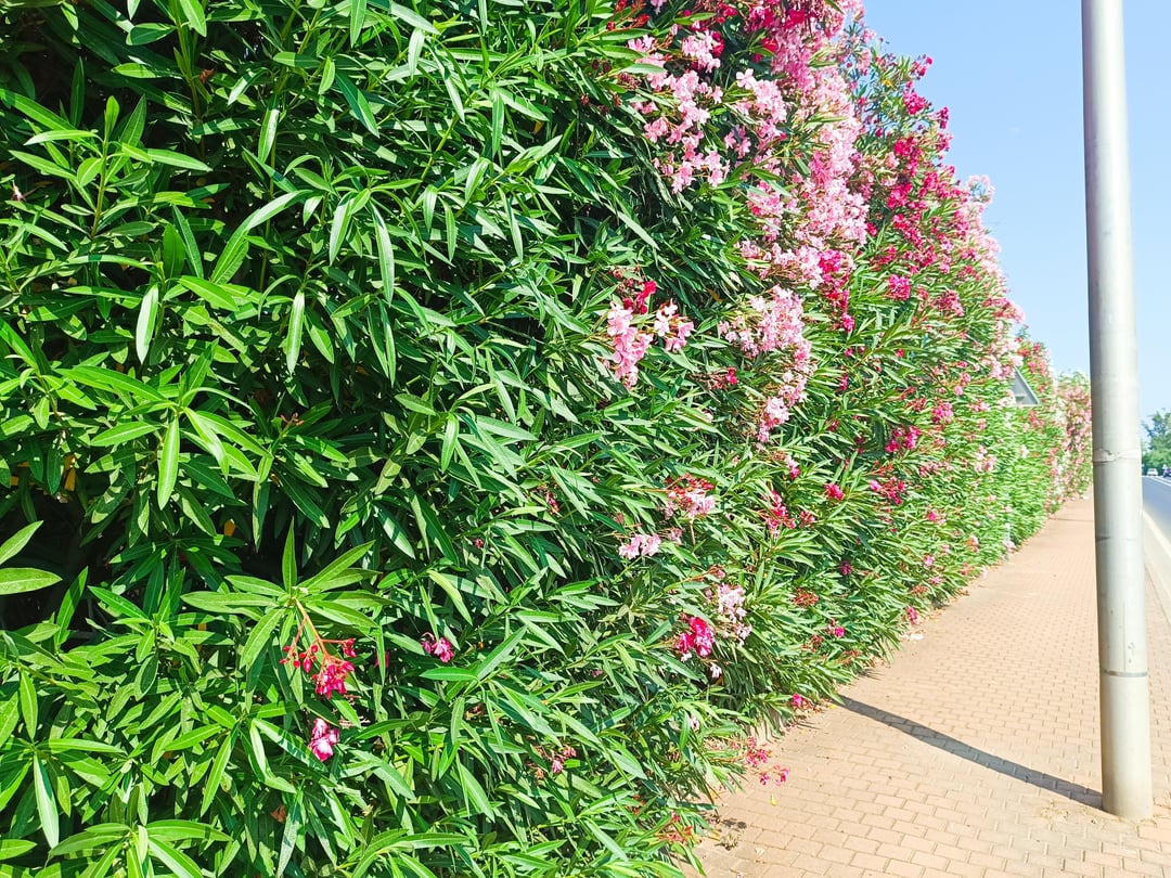 So eine Gartenhecke brauche ich noch