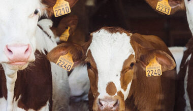 Reunión del Comité de Medicamentos Veterinarios de julio de 2024