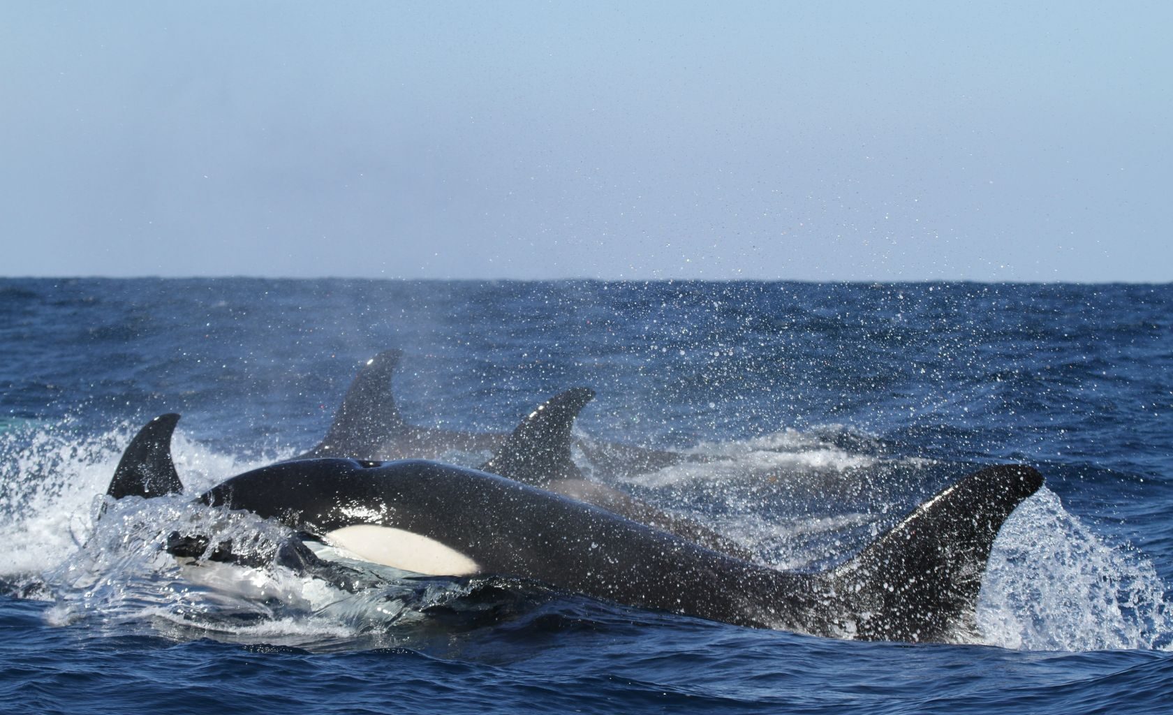 Orcas attack another boat off Portuguese coast