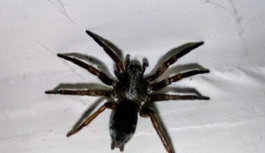 It has began... The spiders are coming indoors... Parson Spider