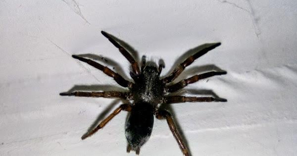 It has began... The spiders are coming indoors... Parson Spider