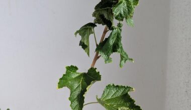 Meine erste Johannisbeere