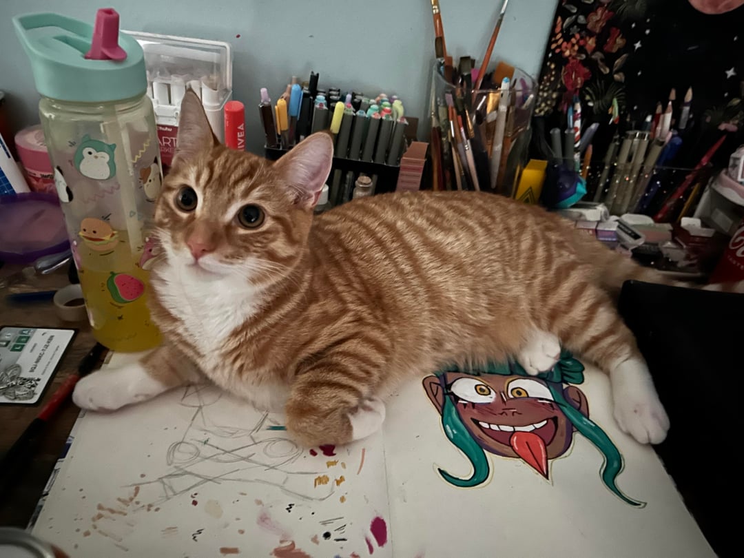 Missing cat -  bonnybridge/greenhill area I know this is a long shot but i figured what’s the harm- I’ve lost my beautiful baby boy!! He’s 7months, been done so he’s no out chasing girls