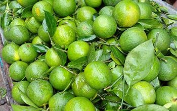 Malta harvesting begins in Pirojpur