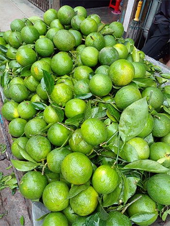Malta harvesting begins in Pirojpur