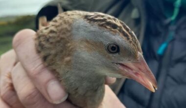 Delight as corncrake inches back from brink of extinction in Ireland