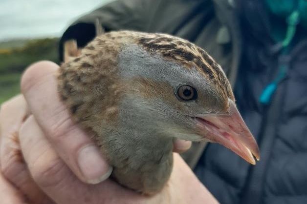 Delight as corncrake inches back from brink of extinction in Ireland
