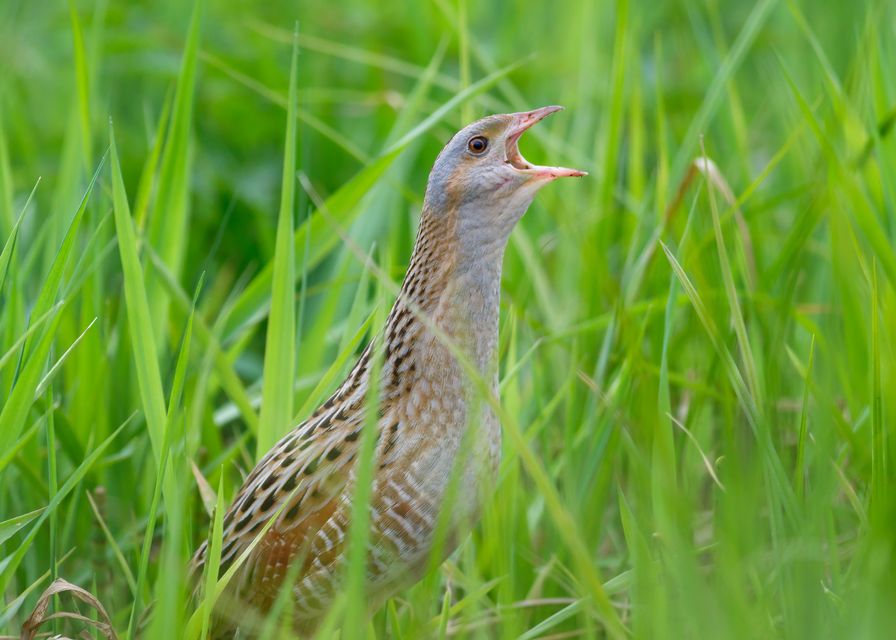 The numbers in core breeding areas have increased dramatically