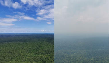 Deforestation is closely related to reduced rainfall in the Amazon rainforest