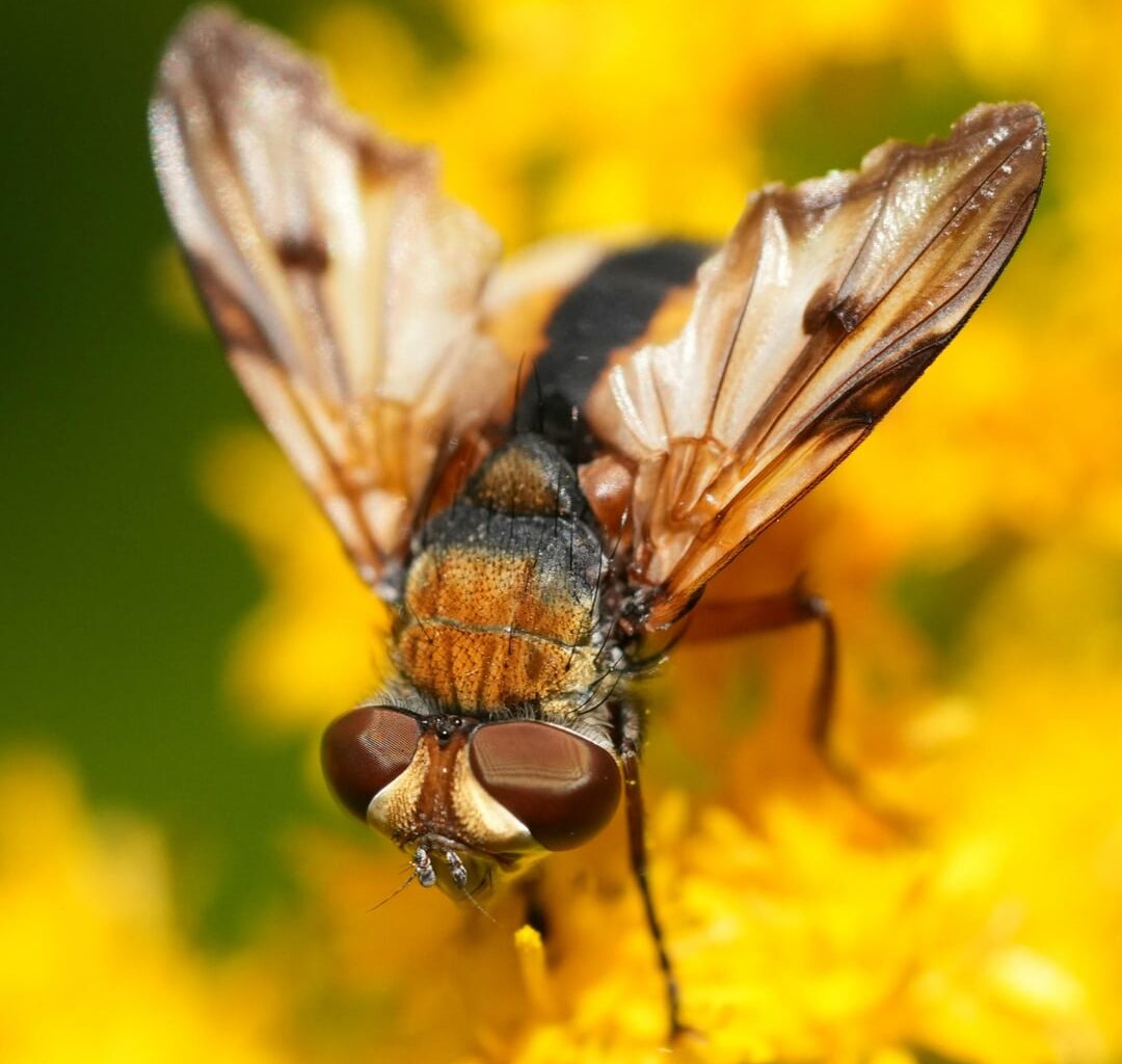 Ectophasia crassipennis