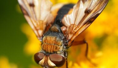 Ectophasia crassipennis