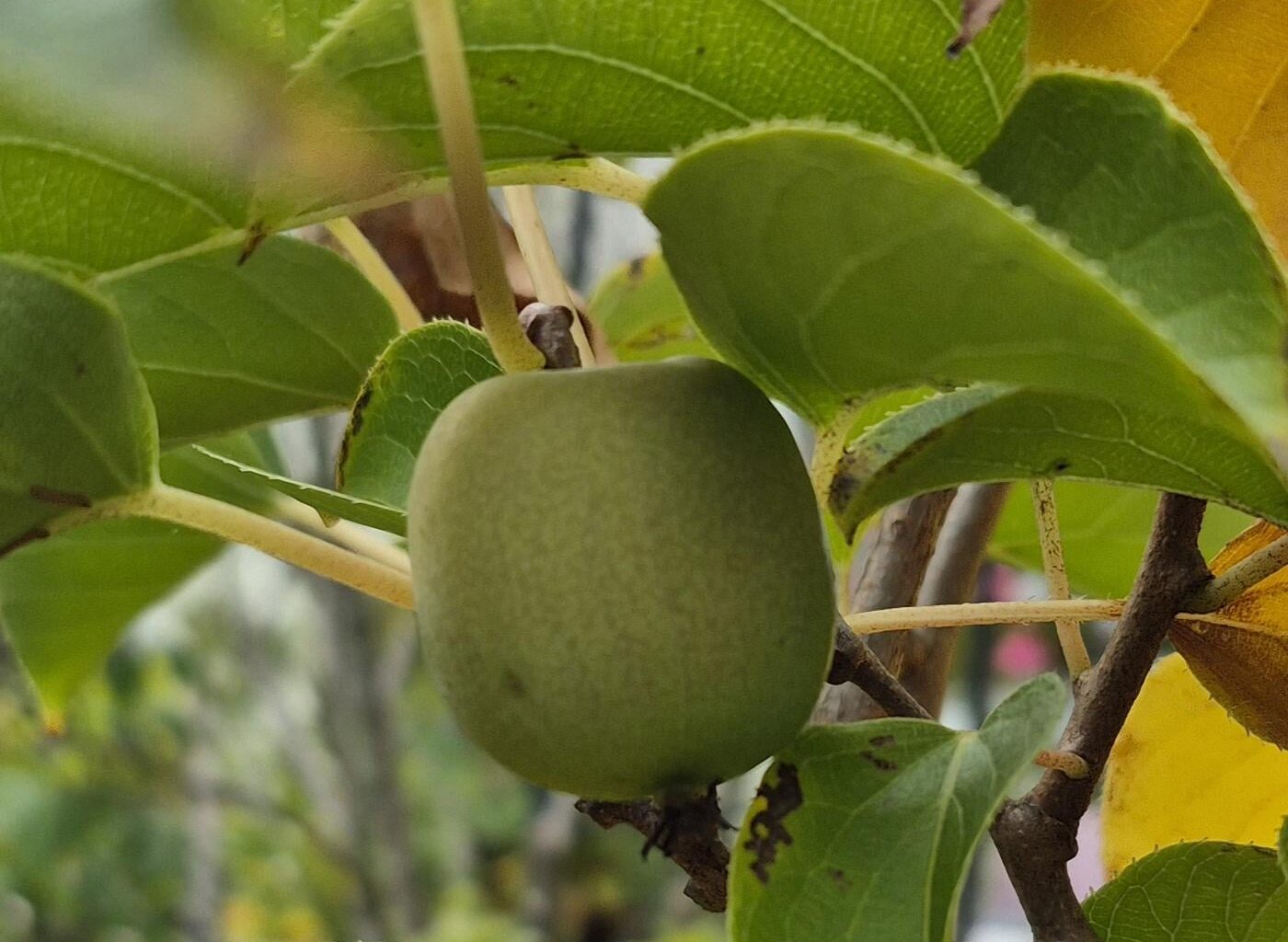 Wann Mini Kiwi ernten?