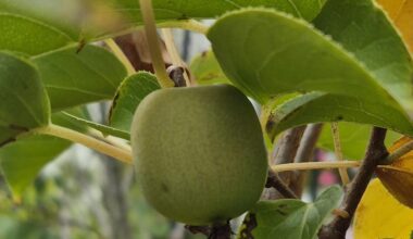 Wann Mini Kiwi ernten?