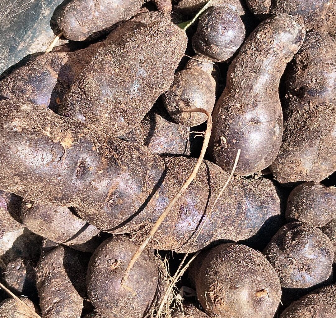 Ernte bei der Vitelotte