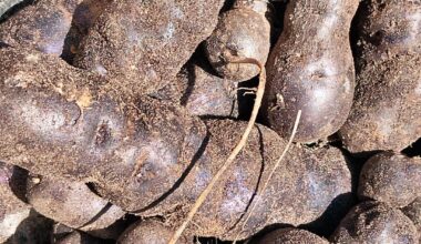 Ernte bei der Vitelotte