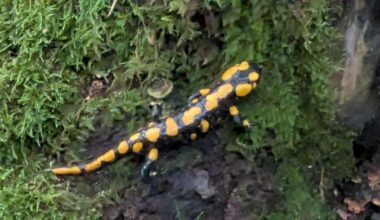 Feuersalamander bei Pilze suchen getroffen