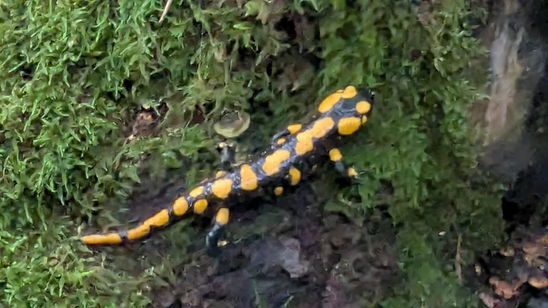 Feuersalamander bei Pilze suchen getroffen