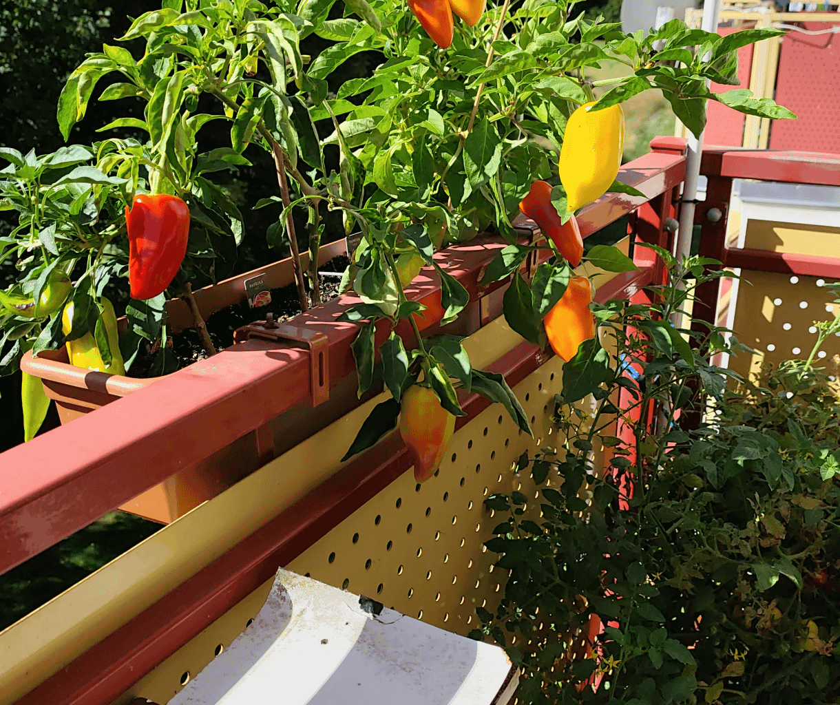 Balkony snack Pepper