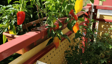 Balkony snack Pepper