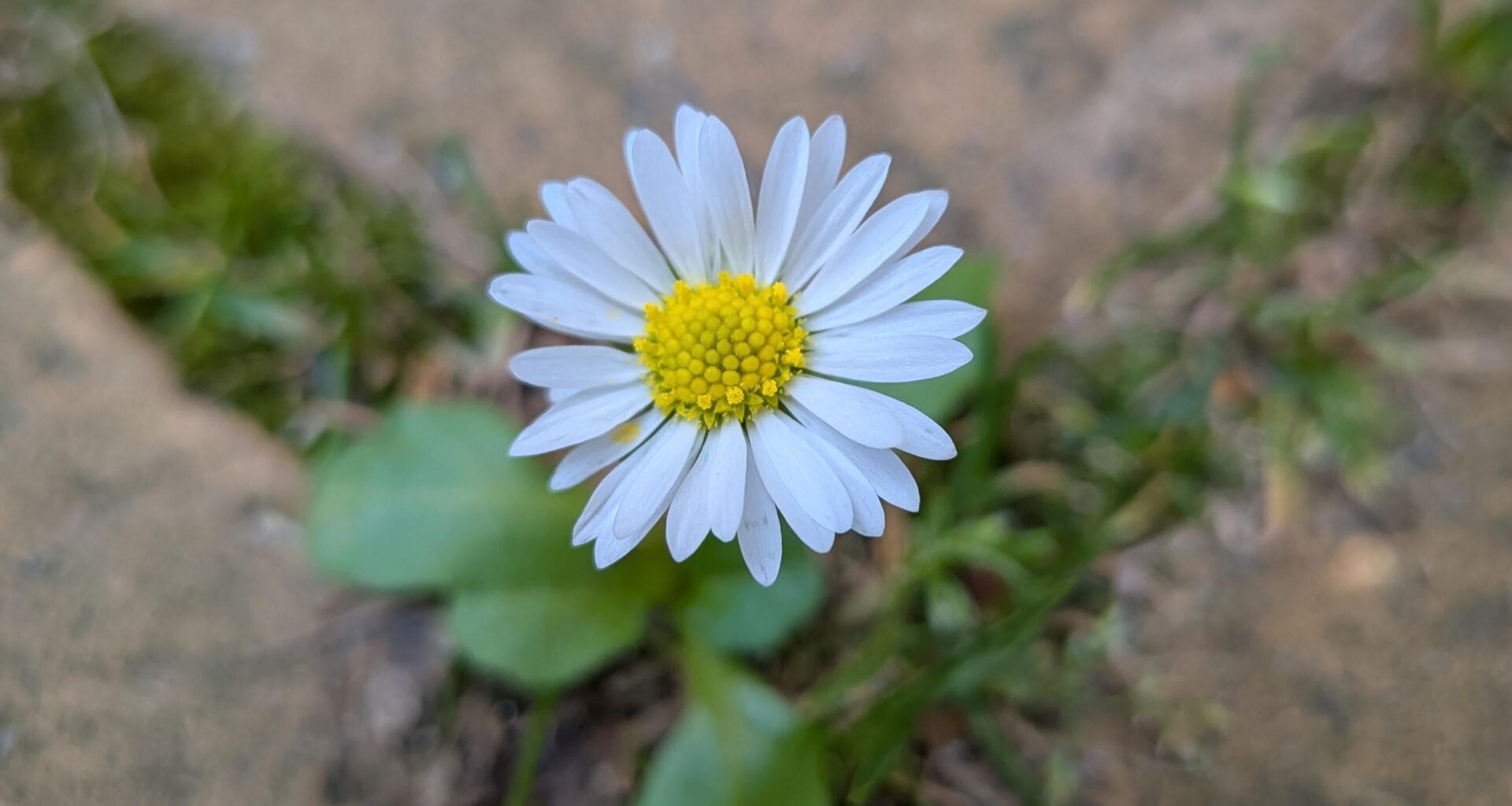 Ich mag die kleinen Blumen, die aus Steinen etc. herauswachsen