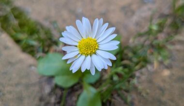 Ich mag die kleinen Blumen, die aus Steinen etc. herauswachsen