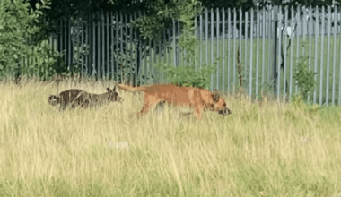 Help: Craigavon/Tullygally Dog Attacks