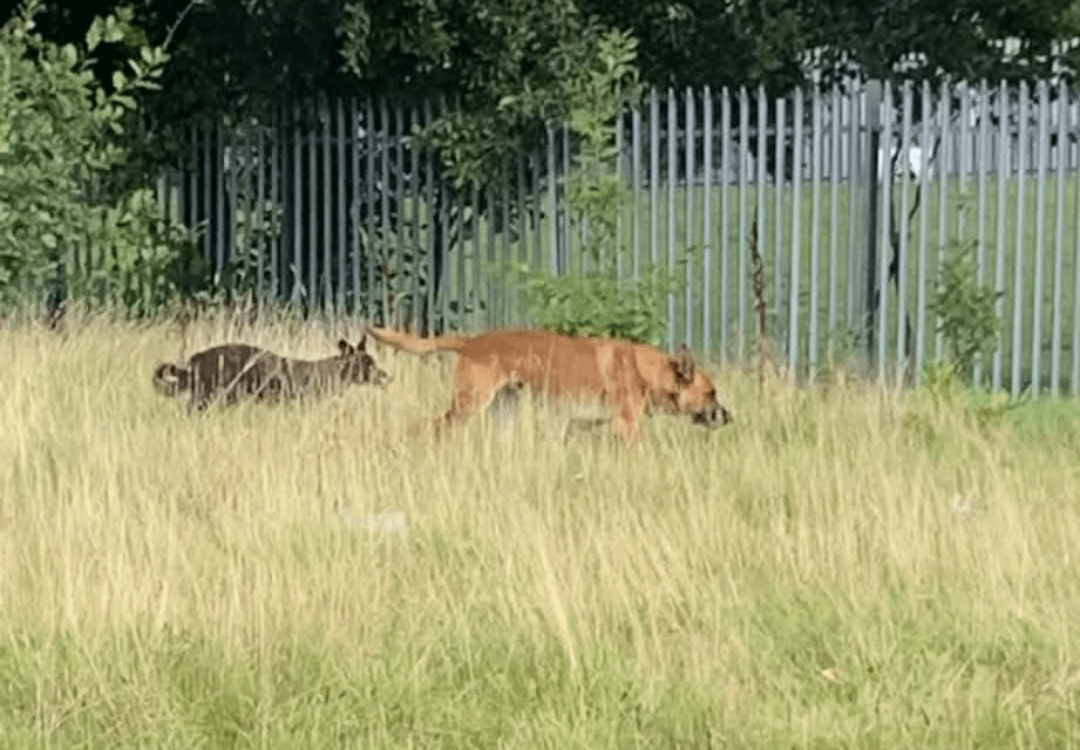 Help: Craigavon/Tullygally Dog Attacks