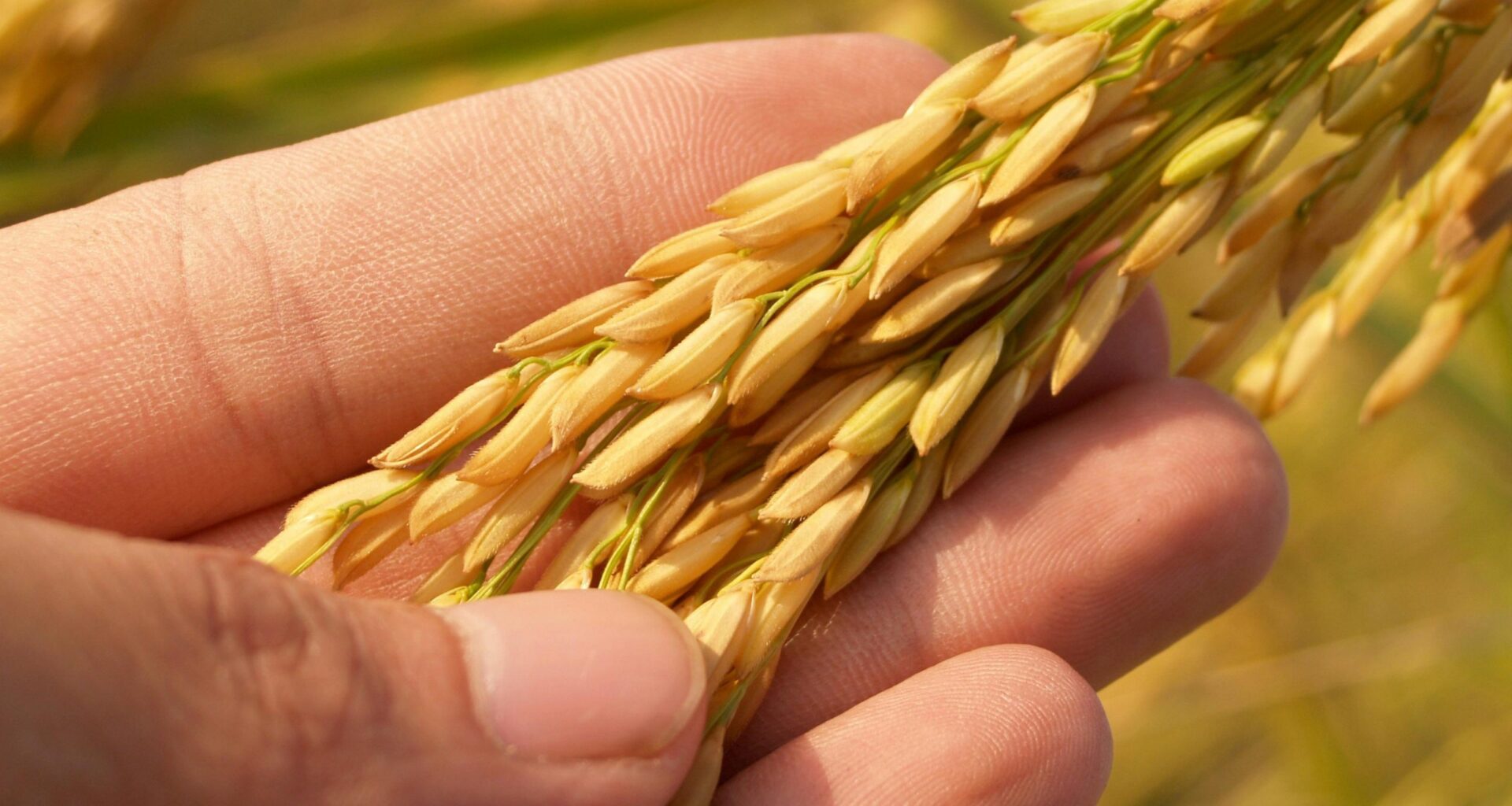 Trump inks trade deal with Japan to increase ag sales by $8 billion 