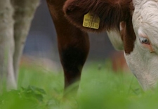 Portrait of a cow ©European Union