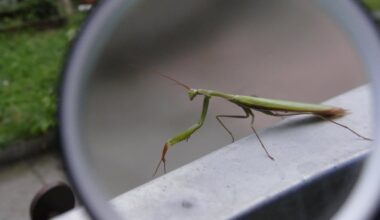 Guten Morgen Mantis
