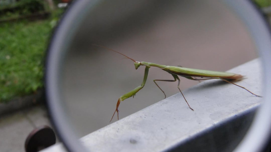 Guten Morgen Mantis