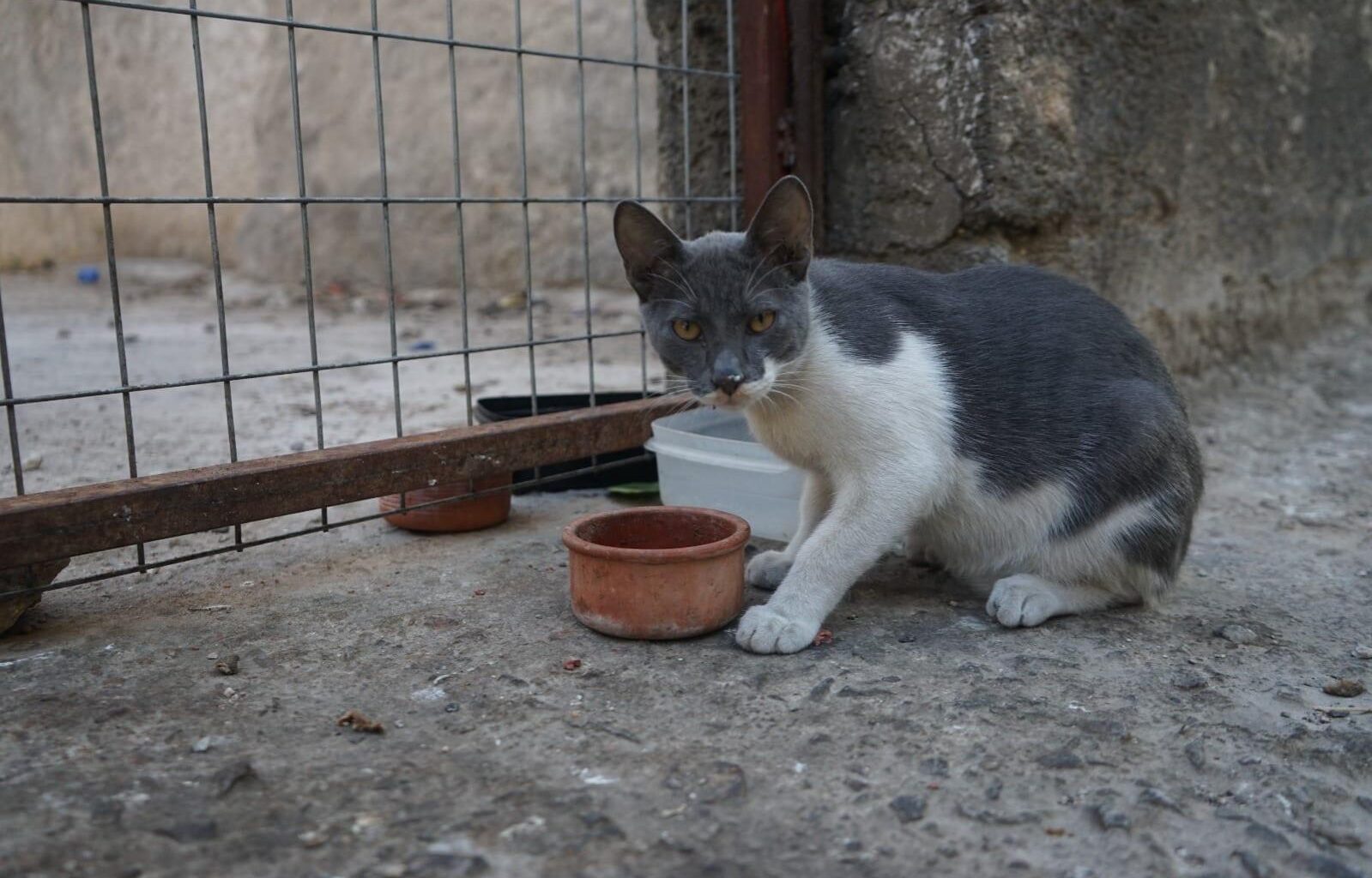 cover Animal welfare commissioner announces stray cat sterilisation campaign