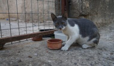 cover Animal welfare commissioner announces stray cat sterilisation campaign