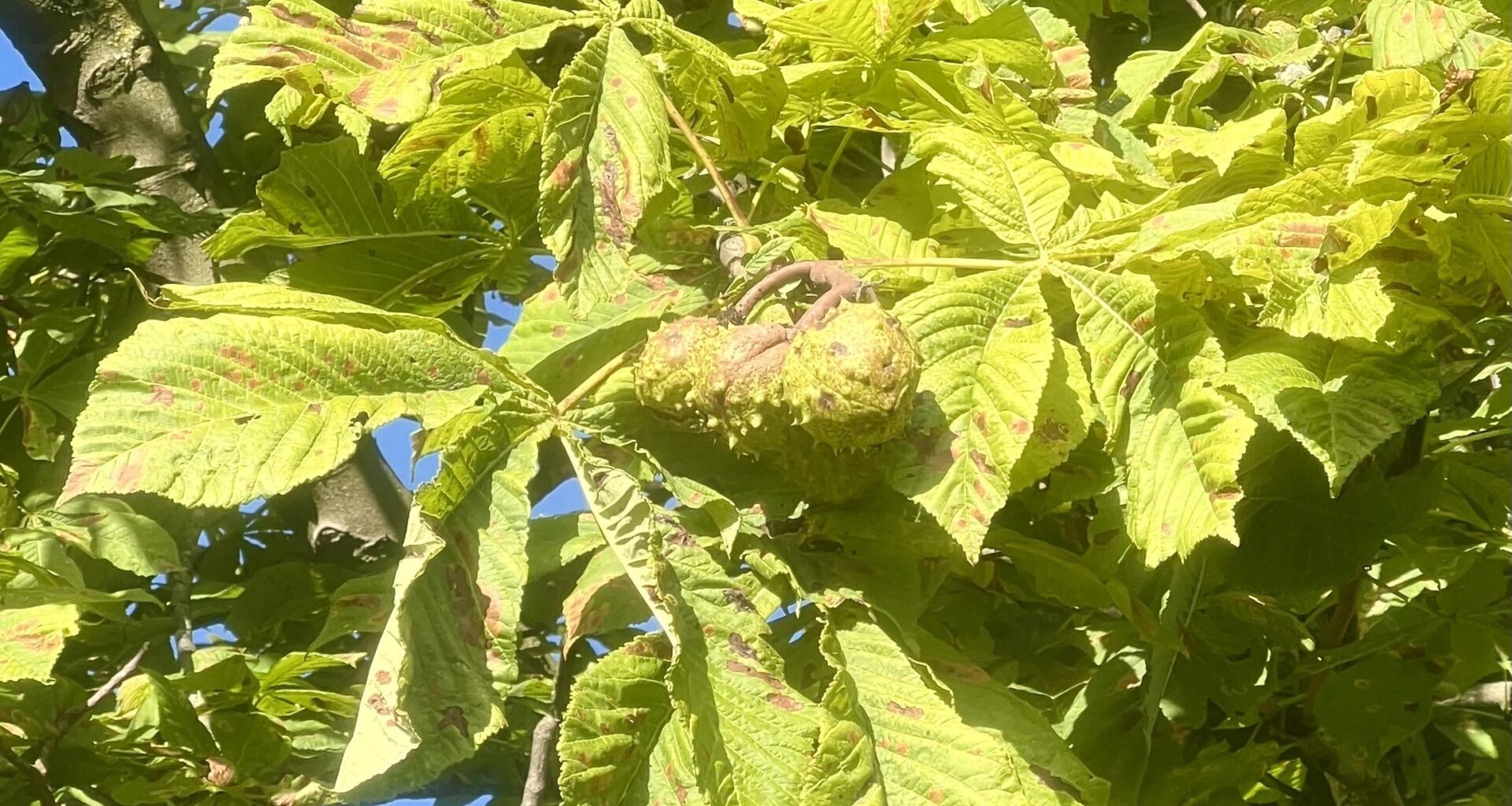 Hedging my bets on the conker heavyweight title this year