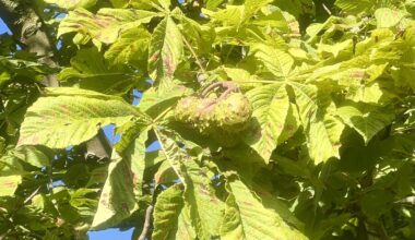 Hedging my bets on the conker heavyweight title this year