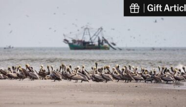 An Annual Blast of Pacific Cold Water Did Not Occur, Alarming Scientists | The cold water upswell, which is vital to marine life, did not materialize for the first time on record. Researchers are trying to figure out why.