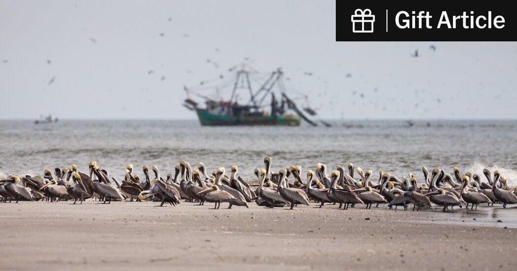 An Annual Blast of Pacific Cold Water Did Not Occur, Alarming Scientists | The cold water upswell, which is vital to marine life, did not materialize for the first time on record. Researchers are trying to figure out why.