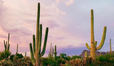 Arizona’s Heat Is So Extreme Even Rattlesnakes and Cacti Are Struggling | You have to wonder, if these creatures built to survive this can no longer survive, what’s going to happen to us?