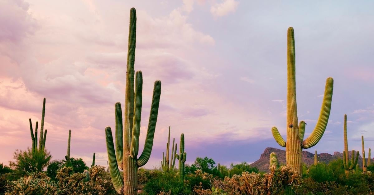 Arizona’s Heat Is So Extreme Even Rattlesnakes and Cacti Are Struggling | You have to wonder, if these creatures built to survive this can no longer survive, what’s going to happen to us?
