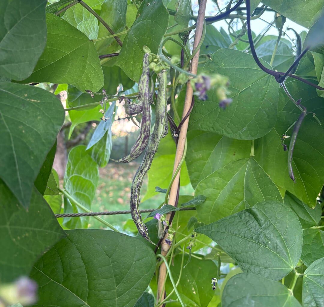 Bohnesorte „die Weinländerin“