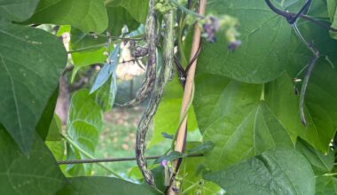 Bohnesorte „die Weinländerin“