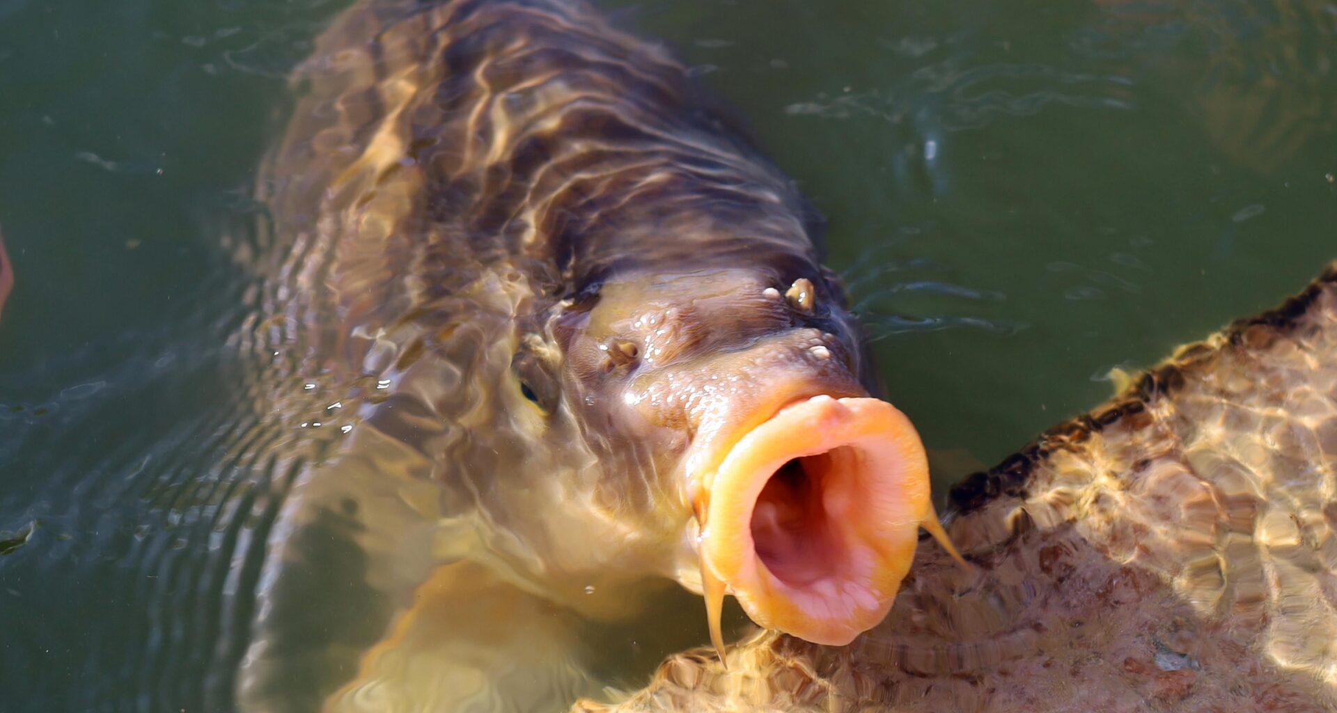 Hungriger Karpfen?