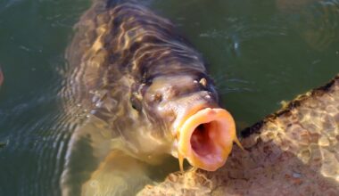 Hungriger Karpfen?